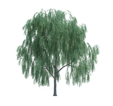 Arka planda izole edilmiş doğa nesnesi ağacı