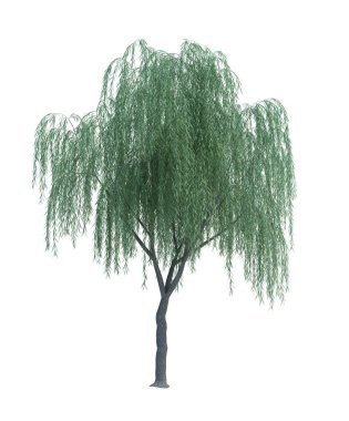 Arka planda izole edilmiş doğa nesnesi ağacı