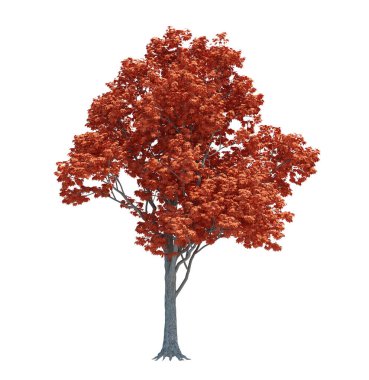 Arka planda izole edilmiş doğa nesnesi ağacı