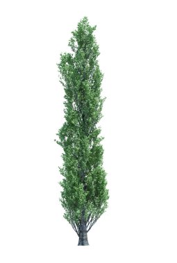 Arka planda izole edilmiş doğa nesnesi ağacı