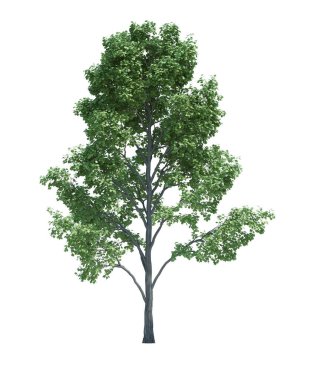 Arka planda izole edilmiş doğa nesnesi ağacı