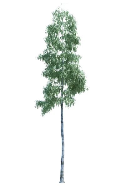 Дерево Объектов Природы Выделено Белым Заднем Плане — стоковое фото
