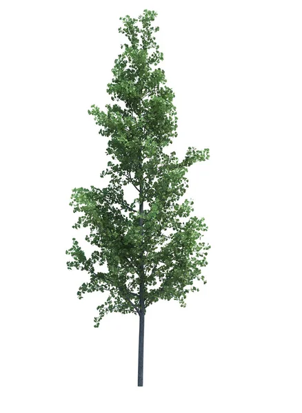 Natur Objekt Träd Isolerad Vit Bakgrunden — Stockfoto