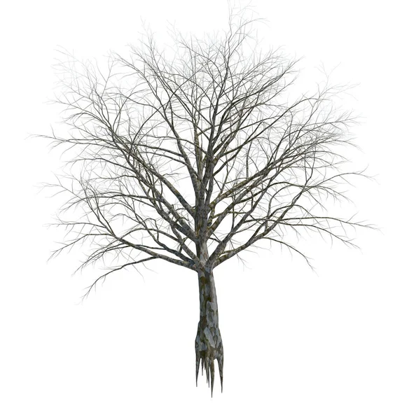 Natur Objekt Träd Isolerad Vit Bakgrunden — Stockfoto