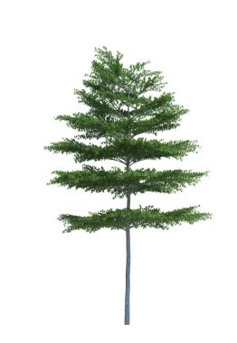 Arka planda izole edilmiş doğa nesnesi ağacı