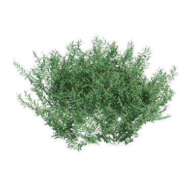 3d Render Fırça Ağacı beyaz arkaplanda izole edildi