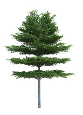 Arka planda izole edilmiş doğa nesnesi ağacı