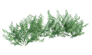 3d Render Fırça Ağacı beyaz arkaplanda izole edildi