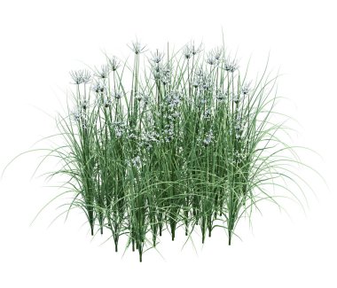 3d Render Fırça Ağacı beyaz arkaplanda izole edildi