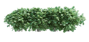 3d Render Fırça Ağacı beyaz arkaplanda izole edildi