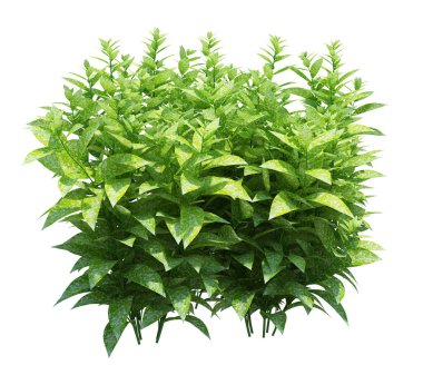 3d Render Fırça Ağacı beyaz arkaplanda izole edildi