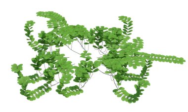 3d Render Gölet Ağacı beyaz arkaplanda izole edildi