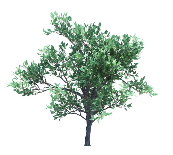 Render Brush Tree Izolált Fehér Háttér — Stock Fotó