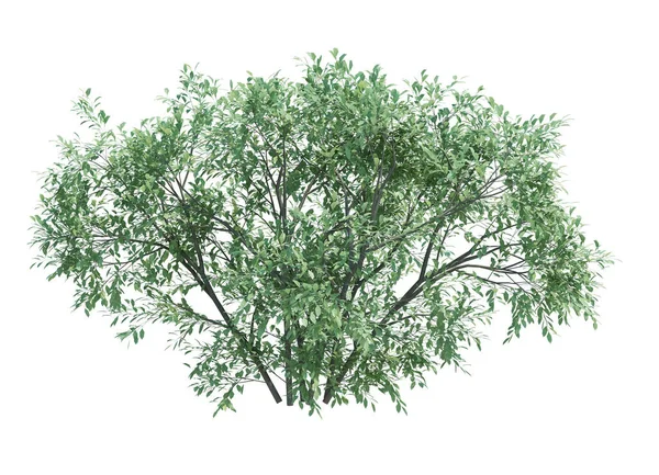 Render Brush Tree Izolált Fehér Háttér — Stock Fotó