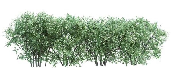 Render Brush Tree Απομονωμένο Λευκό Φόντο — Φωτογραφία Αρχείου