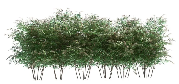 Árvore Escova Renderização Isolada Fundo Branco — Fotografia de Stock