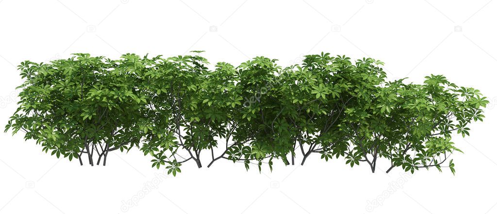 3d Render Brush Tree Isolated  on white background