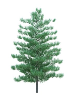 Arka planda izole edilmiş doğa nesnesi ağacı