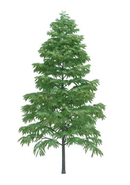 Arka planda izole edilmiş doğa nesnesi ağacı