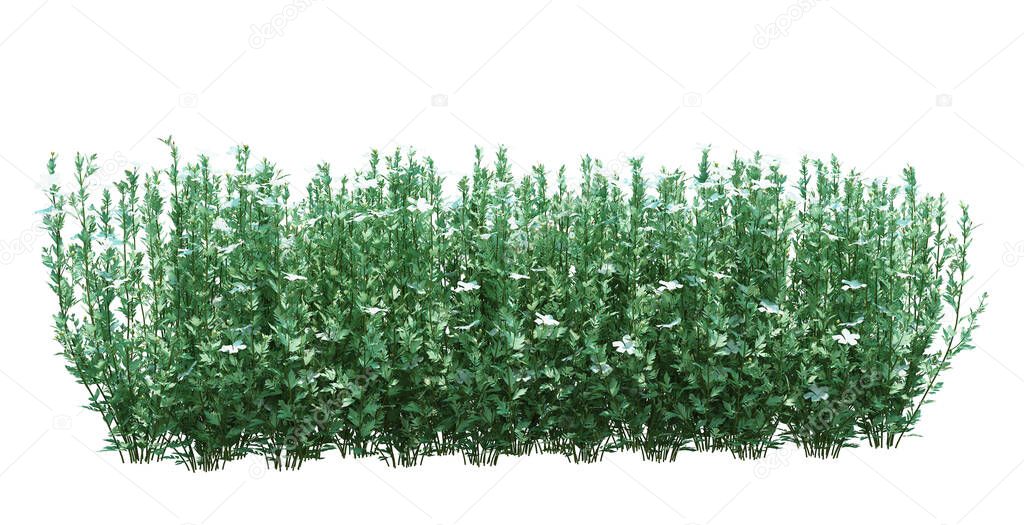 3d Render Brush Tree Isolated  on white background