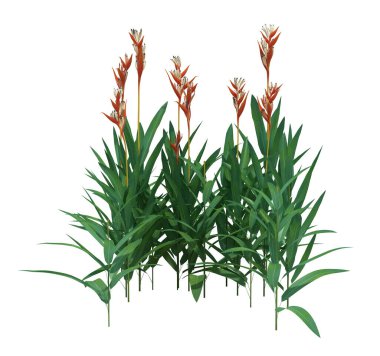 3d Render Fırça Ağacı beyaz arkaplanda izole edildi