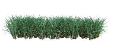 3d Render Fırça Ağacı beyaz arkaplanda izole edildi