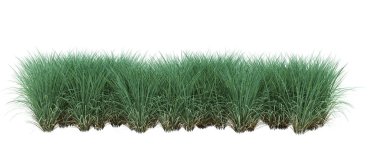 3d Render Fırça Ağacı beyaz arkaplanda izole edildi