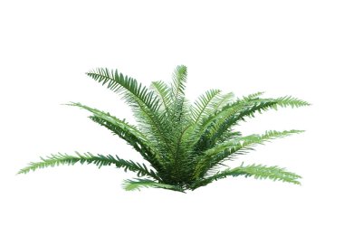 3d Render Fırça Ağacı beyaz arkaplanda izole edildi