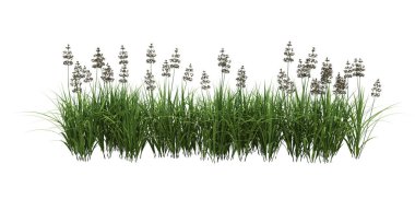 3d Render Fırça Ağacı beyaz arkaplanda izole edildi