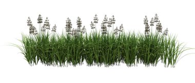 3d Render Fırça Ağacı beyaz arkaplanda izole edildi