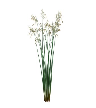 3d Render Fırça Ağacı beyaz arkaplanda izole edildi