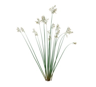 3d Render Fırça Ağacı beyaz arkaplanda izole edildi