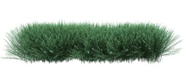 3d Render Fırça Ağacı beyaz arkaplanda izole edildi