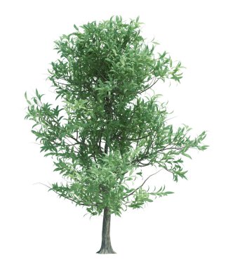 Arka planda izole edilmiş doğa nesnesi ağacı