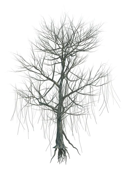 Nature Object Tree Isolated White Background — Stock Photo, Image