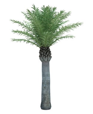 Arka planda izole edilmiş doğa nesnesi ağacı