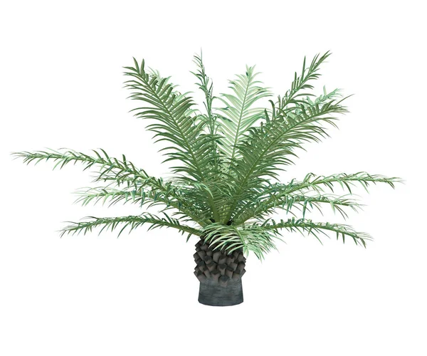 Arka planda izole edilmiş doğa nesnesi ağacı