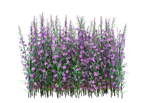 3d Render Fırça Ağacı beyaz arkaplanda izole edildi