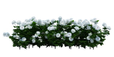 3d Render Fırça Ağacı beyaz arkaplanda izole edildi