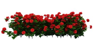 3d Render Fırça Ağacı beyaz arkaplanda izole edildi