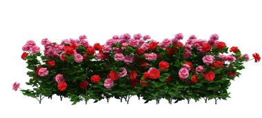 3d Render Fırça Ağacı beyaz arkaplanda izole edildi