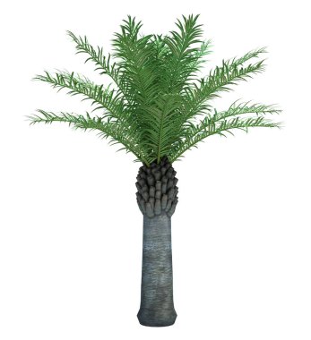 Arka planda izole edilmiş doğa nesnesi ağacı