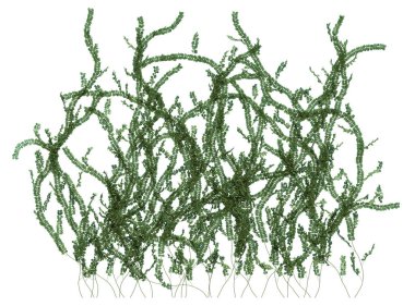 3d Render Ivy Bitkileri beyaz arkaplanda izole edildi
