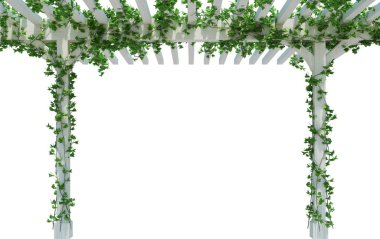 3d Render Ivy Plants  Isolated  on white background clipart