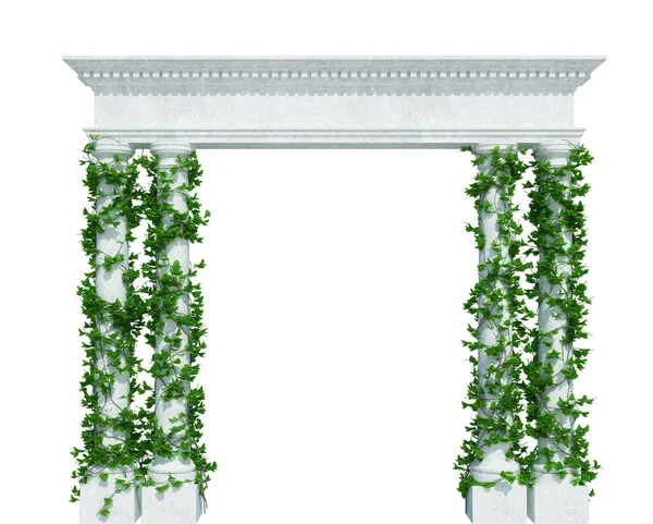 Render Ivy Plants Isoliert Auf Weißem Hintergrund — Stockfoto