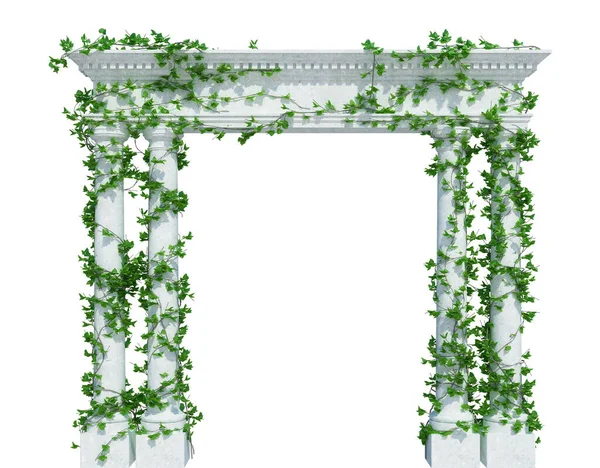 Render Ivy Plants Isoliert Auf Weißem Hintergrund — Stockfoto