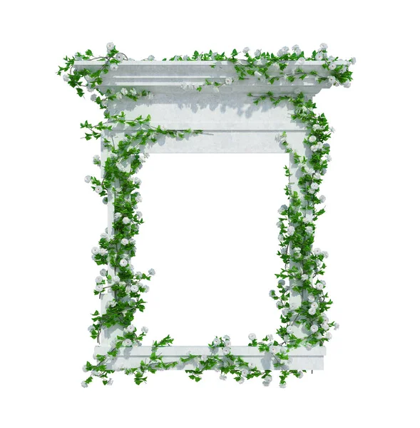 Render Ivy Plants Isoliert Auf Weißem Hintergrund — Stockfoto