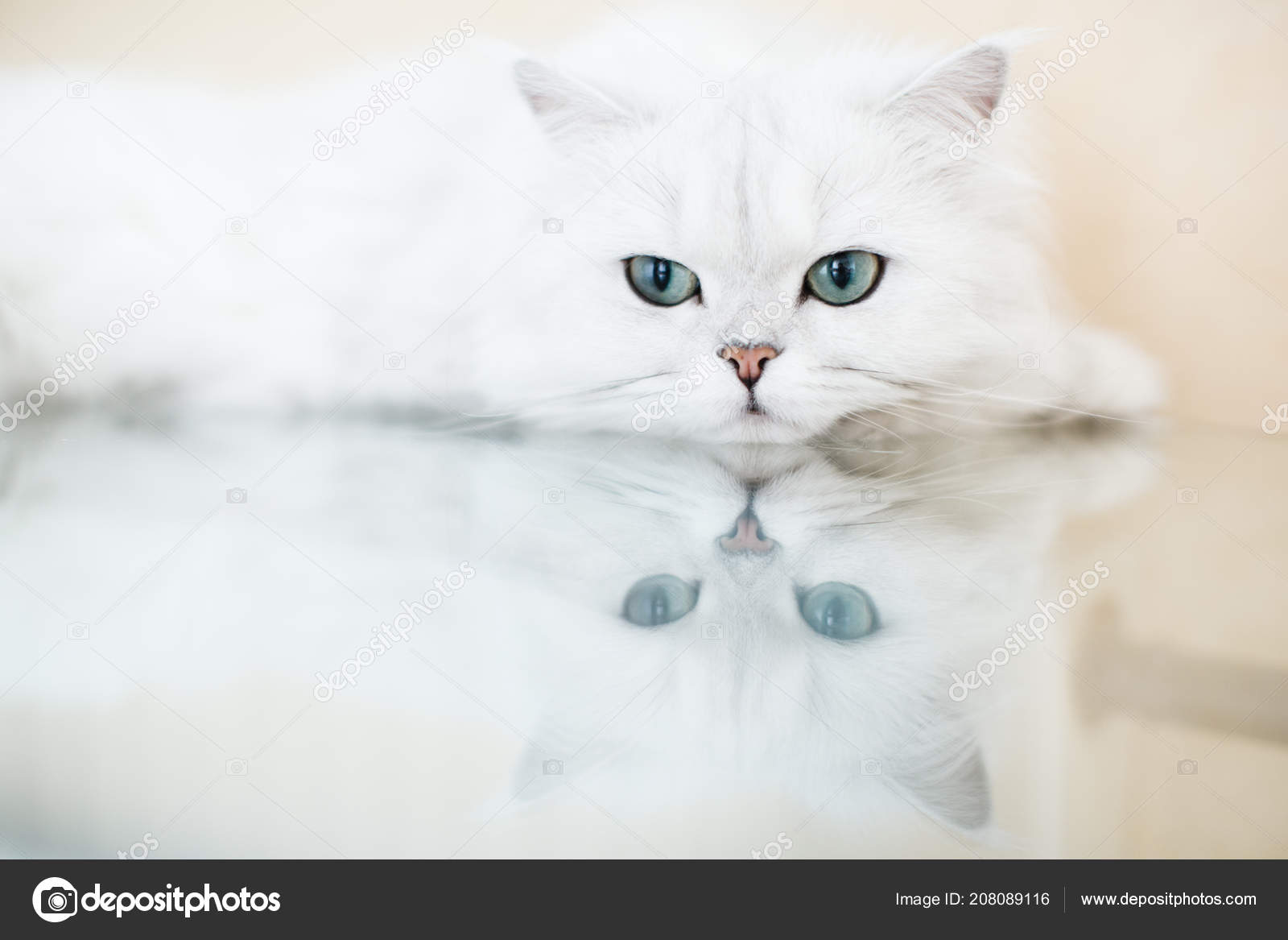 Британская Шиншилла Кошка Фото