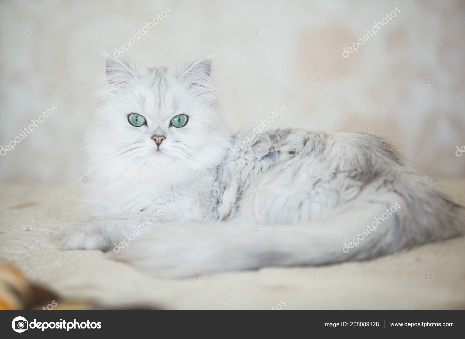 Cute Cat Breeds British Chinchilla Stock Photo C Skorovik 208089128
