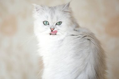 Bir İngiliz chinchilla şirin bir kedi doğurmak.